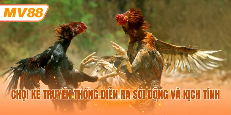 Chọi kê truyền thống diễn ra sôi động và kịch tính