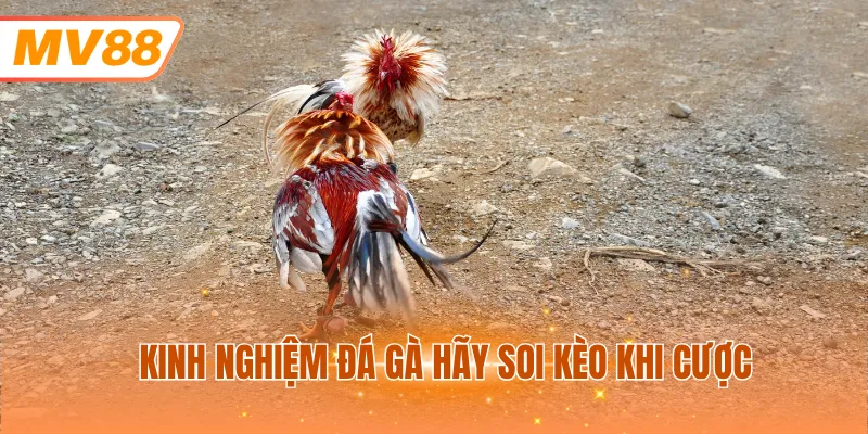 Kinh nghiệm đá gà hãy soi kèo khi cược